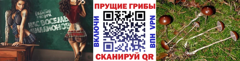 хочу   Новошахтинск  Псилоцибиновые грибы ЛСД 